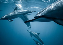 九游体育官方网站：开启你的专属体育盛宴，体验前所未有的官方力量